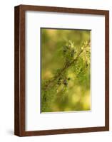 Close-up of Juniper berries, Juniperus communis-Paivi Vikstrom-Framed Photographic Print