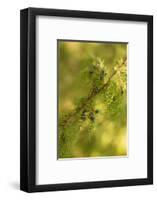 Close-up of Juniper berries, Juniperus communis-Paivi Vikstrom-Framed Photographic Print