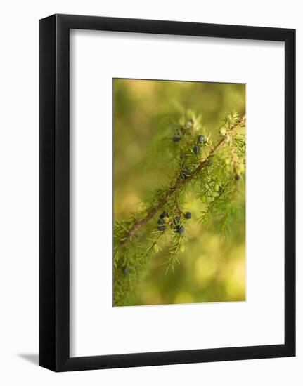 Close-up of Juniper berries, Juniperus communis-Paivi Vikstrom-Framed Photographic Print