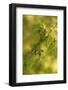 Close-up of Juniper berries, Juniperus communis-Paivi Vikstrom-Framed Photographic Print