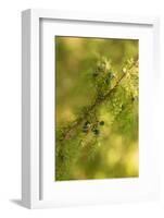 Close-up of Juniper berries, Juniperus communis-Paivi Vikstrom-Framed Photographic Print