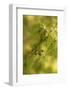 Close-up of Juniper berries, Juniperus communis-Paivi Vikstrom-Framed Photographic Print