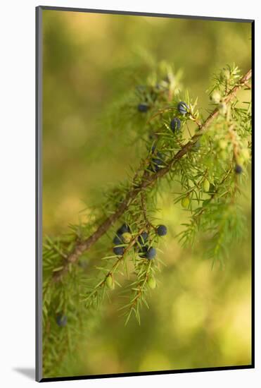 Close-up of Juniper berries, Juniperus communis-Paivi Vikstrom-Mounted Photographic Print