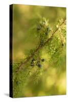 Close-up of Juniper berries, Juniperus communis-Paivi Vikstrom-Stretched Canvas