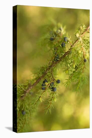 Close-up of Juniper berries, Juniperus communis-Paivi Vikstrom-Stretched Canvas