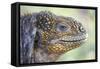 Close-Up of Land Iguana-Paul Souders-Framed Stretched Canvas