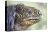 Close-Up of Land Iguana-Paul Souders-Stretched Canvas