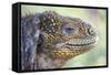 Close-Up of Land Iguana-Paul Souders-Framed Stretched Canvas