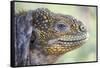 Close-Up of Land Iguana-Paul Souders-Framed Stretched Canvas