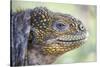 Close-Up of Land Iguana-Paul Souders-Stretched Canvas