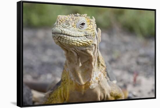 Close-Up of Land Iguana-Paul Souders-Framed Stretched Canvas