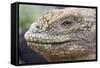 Close-Up of Land Iguana-Paul Souders-Framed Stretched Canvas