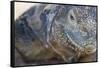 Close-Up of Land Iguana-Paul Souders-Framed Stretched Canvas