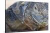 Close-Up of Land Iguana-Paul Souders-Stretched Canvas