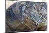 Close-Up of Land Iguana-Paul Souders-Mounted Photographic Print