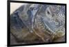 Close-Up of Land Iguana-Paul Souders-Framed Photographic Print