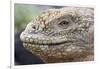 Close-Up of Land Iguana-Paul Souders-Framed Photographic Print