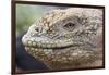 Close-Up of Land Iguana-Paul Souders-Framed Photographic Print