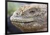 Close-Up of Land Iguana-Paul Souders-Framed Photographic Print