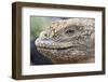 Close-Up of Land Iguana-Paul Souders-Framed Photographic Print