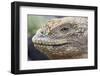 Close-Up of Land Iguana-Paul Souders-Framed Photographic Print