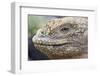 Close-Up of Land Iguana-Paul Souders-Framed Photographic Print