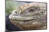 Close-Up of Land Iguana-Paul Souders-Mounted Photographic Print