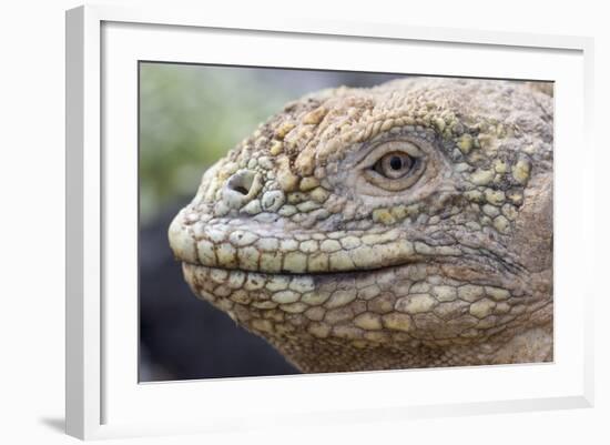 Close-Up of Land Iguana-Paul Souders-Framed Photographic Print