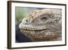 Close-Up of Land Iguana-Paul Souders-Framed Photographic Print