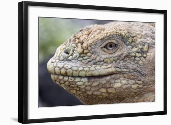 Close-Up of Land Iguana-Paul Souders-Framed Photographic Print