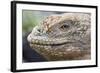 Close-Up of Land Iguana-Paul Souders-Framed Photographic Print