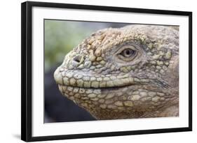 Close-Up of Land Iguana-Paul Souders-Framed Photographic Print