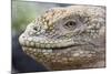 Close-Up of Land Iguana-Paul Souders-Mounted Photographic Print