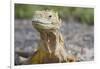 Close-Up of Land Iguana-Paul Souders-Framed Photographic Print