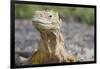 Close-Up of Land Iguana-Paul Souders-Framed Photographic Print