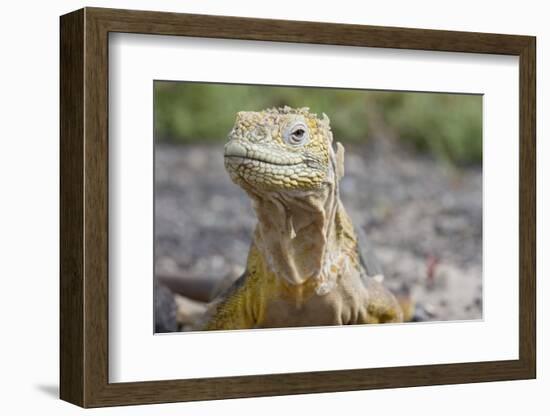 Close-Up of Land Iguana-Paul Souders-Framed Photographic Print