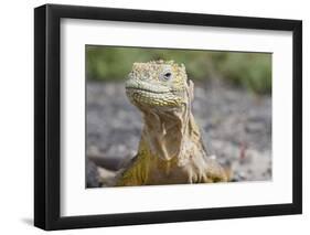 Close-Up of Land Iguana-Paul Souders-Framed Photographic Print