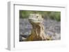 Close-Up of Land Iguana-Paul Souders-Framed Photographic Print