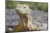 Close-Up of Land Iguana-Paul Souders-Mounted Photographic Print