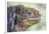 Close-Up of Land Iguana-Paul Souders-Framed Photographic Print