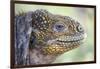 Close-Up of Land Iguana-Paul Souders-Framed Photographic Print