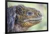 Close-Up of Land Iguana-Paul Souders-Framed Photographic Print