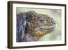 Close-Up of Land Iguana-Paul Souders-Framed Photographic Print