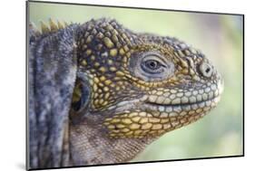 Close-Up of Land Iguana-Paul Souders-Mounted Photographic Print