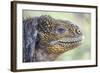 Close-Up of Land Iguana-Paul Souders-Framed Photographic Print