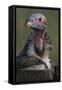 Close-Up of Lappet-Faced Vulture-Paul Souders-Framed Stretched Canvas