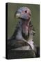 Close-Up of Lappet-Faced Vulture-Paul Souders-Stretched Canvas
