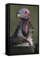 Close-Up of Lappet-Faced Vulture-Paul Souders-Framed Stretched Canvas