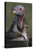 Close-Up of Lappet-Faced Vulture-Paul Souders-Stretched Canvas
