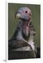 Close-Up of Lappet-Faced Vulture-Paul Souders-Framed Photographic Print